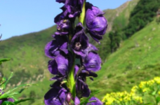 aconitum-napellus_843